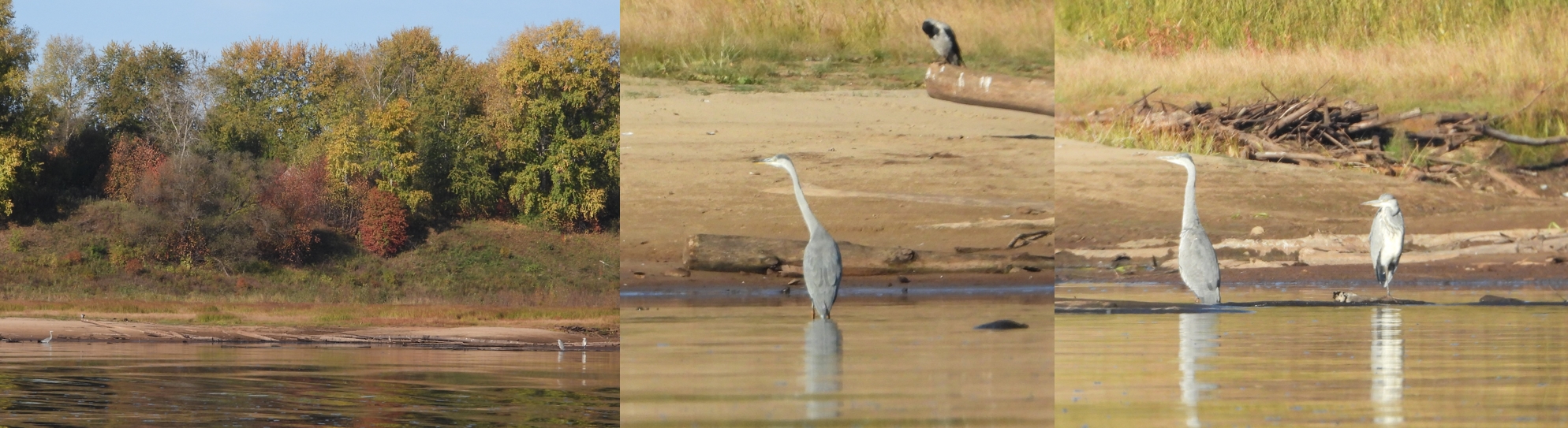 Серая цапля Ardea cinerea . Бёрдинг kamabirds.ru